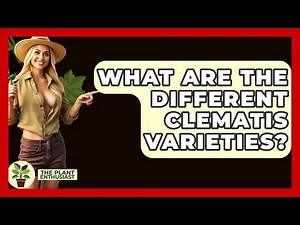 What Are The Different Clematis Varieties? - The Plant Enthusiast