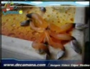 海岸に打ち上げられた不気味な生き物