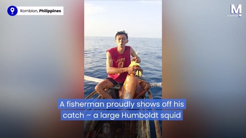 Jumbo squid gets liquid revenge on proud fisherman