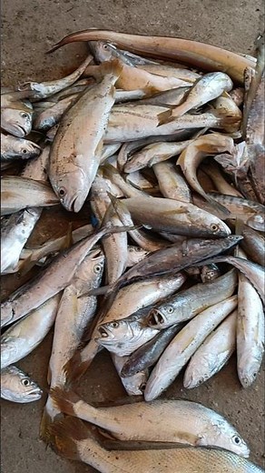 ANEKA IKAN LAUT
