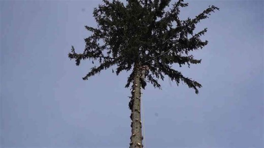 How cutting trees can make you $1600 a day