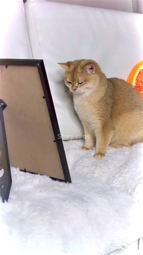 This cat red dot was missing suddenly