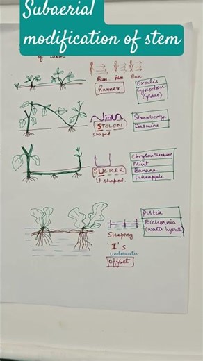 #Stem -subaerial modification #Biology stem modification