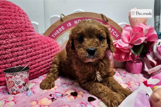 Kara - Cavapoo Puppy EC4B87