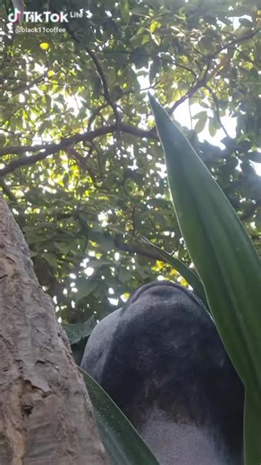 #black #viral #treanding #fyp #trend