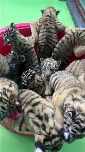 🐯 WOW! So many caterpillars!🐛 😂 #adorable #zoo #tiger #tigercub