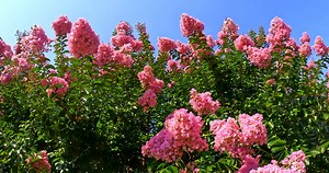 Flowers, Summer, Nature. Free Stock Video