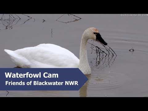 Tundra Swan Feeding on Blackwater Waterfowl Cam | 3.3.26