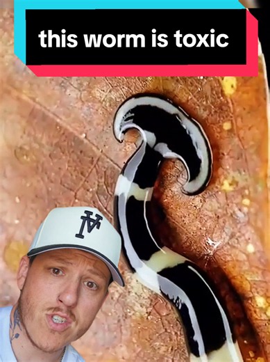 the hammer head worm is creepy #hammerheadworm #worm #creepy #facts