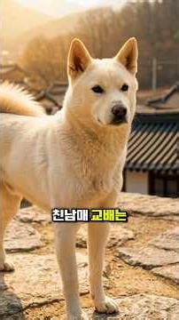 진돗개 친남매 교배, 절대 안 되는 이유｜분양 전 꼭 알아야 할 기준