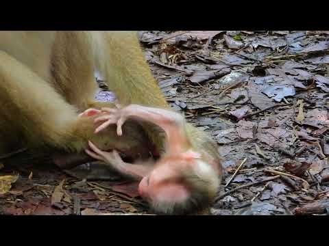 Cambodia Angkor wat Monkey