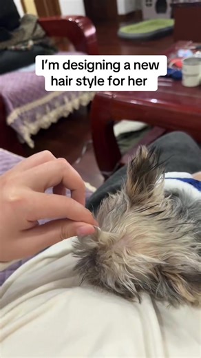 Creative Hairstyles for Small Dogs: A New Look