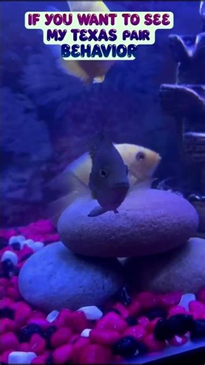 World’s most aggressive fish energy #texas #viral #reels #aquaristas