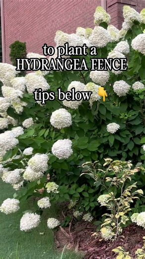 The best thing I planted up front. #hydrangea #gardening