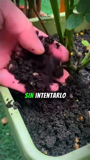 ¡EL MITO DE LA "BUENA MANO"! 💀
