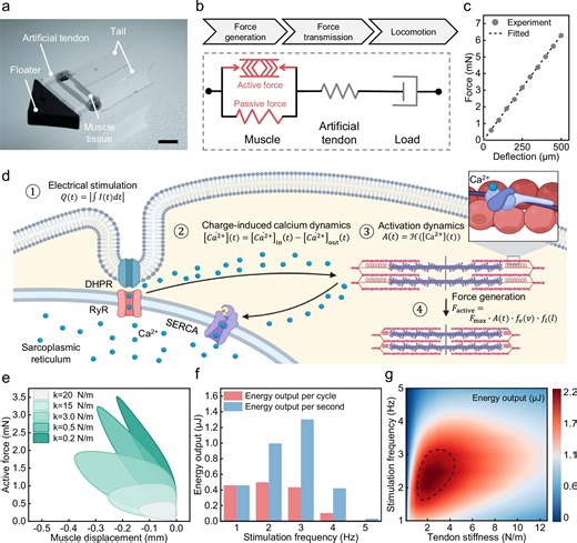 Swimming robot propelled by lab-grown muscle hits record speed
