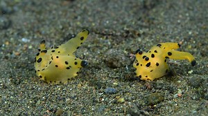 12K views · 316 reactions | " Pikachu ML " ;) A couple of sea...