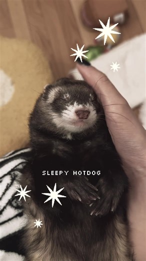 Adorable Sleeping Ferret: My Baby's Cutest Moments