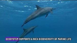 Dive into Discovery: 10 Ocean Fun Facts to Amaze and Inspire Oceanography Explained