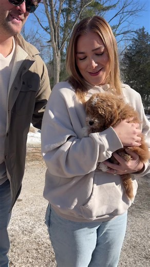 Welcoming Home Our New Miniature Golden Doodle, Bauer!