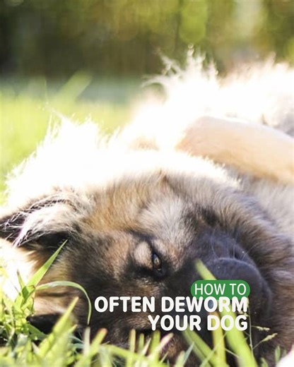 Wondering how often to deworm your dog? 🐶⁣ ⁣ Here’s everything you need to know to keep your pup protected! 🦠👆⁣ ⁣ #vetoquinol #myhappypet #petcare #parasitefreepets #protectyourpaws | My Happy Pet Worldwide