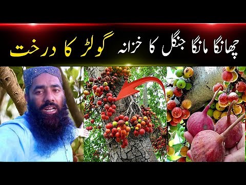 "Changa Manga Forest Treasure | Gular Tree and Its Amazing Benefits"