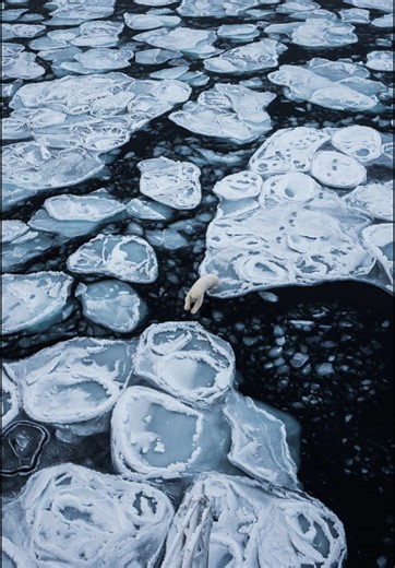 Incredible Polar Bear Encounter in the Arctic