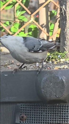 White-breasted Nuthatch #nature