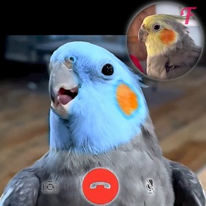 Colorful talking birds will put a smile on your face! | Fabiosa Life Stories