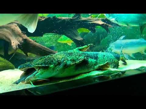 Goonch Catfish feeding