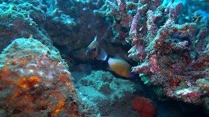 Cardinalfish Eggs Stock Footage Video (100% Royalty-free) 33447055 | Shutterstock