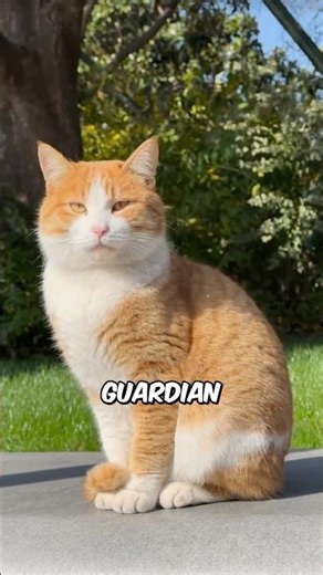 The Cat Distribution System 🐈