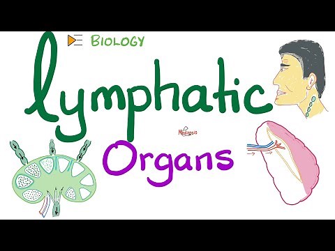 Lymphatic Organs - Primary vs. Secondary - Anatomy of Spleen and Lymph Nodes