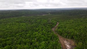 Boreal forest being harmed by logging in Quebec, Ontario: study