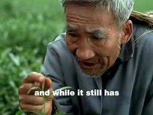 Snapple White Tea - Light But Powerful!