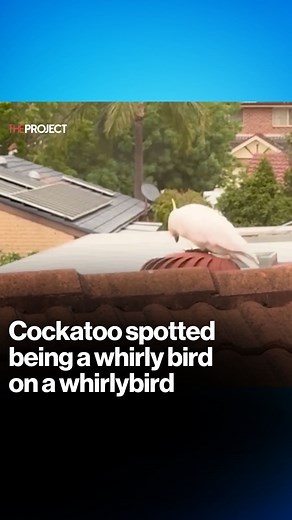 A Cockatoo has been spotted being a whirlybird... on a whirlybird in Sydney. | The Project