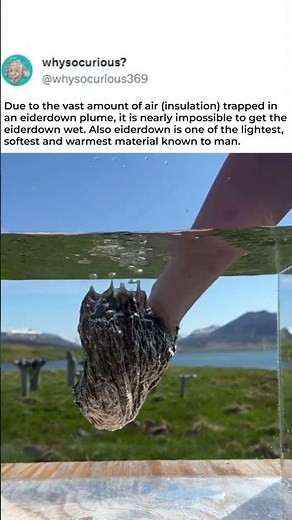 Eiderdown Hydrophobic