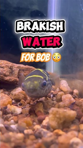 ￼😳Making brackish water for puffer| somthing fishy 😍best for us