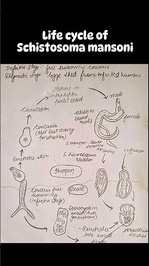 Life cycle of Schistosoma mansoni👍 #youtubeshorts #shorts #science #zoology