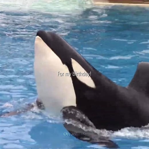 Orca Birthday Duel: Corky and Ulises Unite