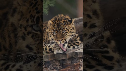 Lock eyes with the rare and stunning Amur leopard