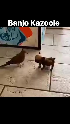Banjo Kazooie remastered 😂 #nintendo #banjokazooie #nintendo64 | Nintendodownunder Collecting