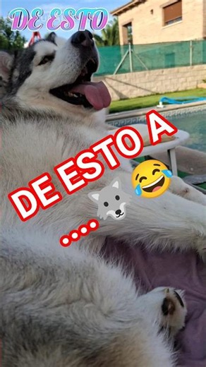 🐺 Odín en modo ahorro de energía... hasta que explota de felicidad 😂⚡
