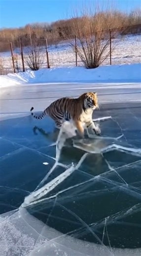 Tiger breaks ice and falls into water #tiger #ice #wild