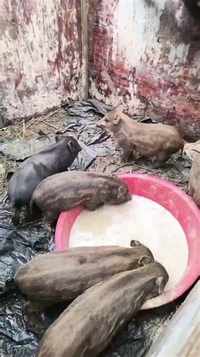 Amazing Piglets Jumping Well 🐗 #warthog #pig #boar #hog #viral #animals #farmlife #wildlife