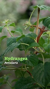 Hydrangea petiolaris, perfect for shady walls #gardeningtips #plantsofinstagram #gardening #alantitchmarsh | Gardening With Alan Titchmarsh