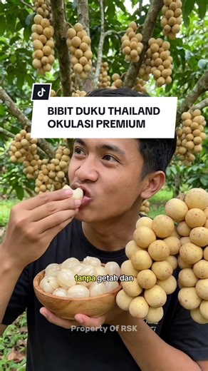 Ini dia rahasia para Sultan! Buah favorit Ratu Thailand yang sekarang bisa Anda tanam sendiri. 👑✨ Perkenalkan, Duku Longkong Thailand. Varietas premium yang rasa dan kualitasnya beda level dengan duku lokal. Kenapa Longkong begitu istimewa? ✅ Manis Legit: Rasanya manis menyegarkan, jauh dari rasa asam duku biasa. ✅ Tanpa Getah: Kulitnya tebal tapi sangat mudah dikupas, dan bebas getah! [reference:10] ✅ Hampir Tanpa Biji: Dagingnya tebal, kenyal, dan bijinya sangat kecil, hampir tidak ada. [refe