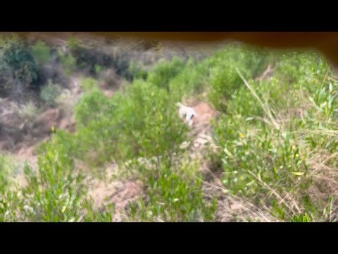 today hunting /testing gopro 11 / 4kvideoa of gopro 