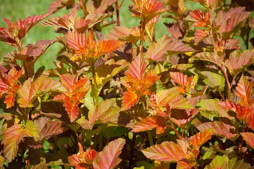 Amber Jubilee Ninebark - Plant Guide