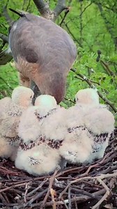 #Hawk #birds | Review All Birds